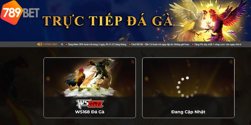 Sảnh game đá gà chất lượng và ăn khách trên mọi nền tảng