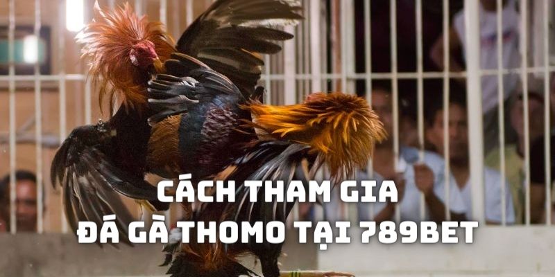 Cách tham gia đá gà thomo tại 789bet