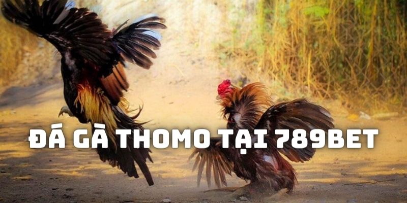 Tại sao bạn nên chơi đá gà thomo tại 789bet