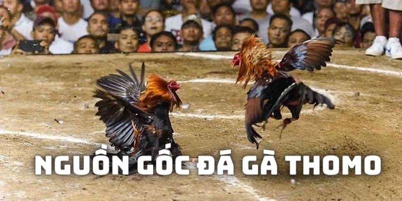 Đá gà thomo bắt nguồn từ đâu